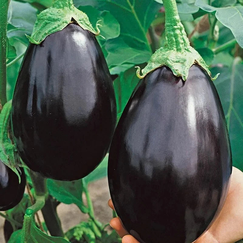 Black Beauty Eggplant Seeds - 100+ Heirloom Organic Non-GMO - Fresh Gardening Seeds - Solanum melongena