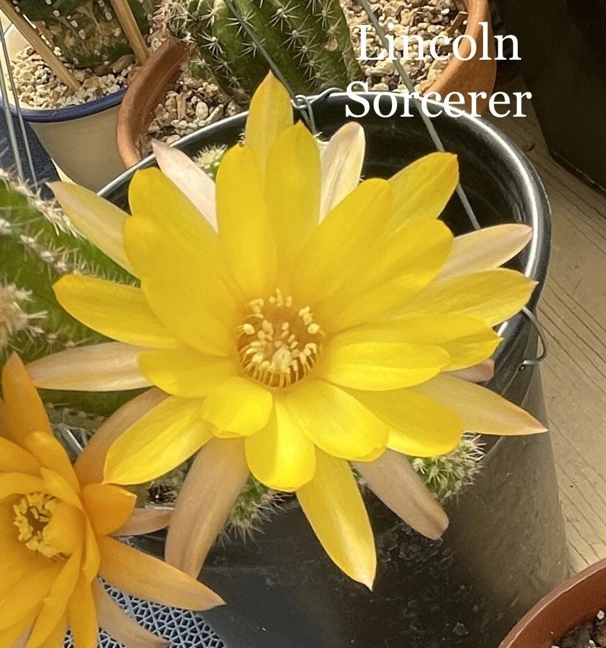 Chamaecereus Peanut Cactus Plant - Lincoln Sorcerer Variety - Rooted European Hybrid