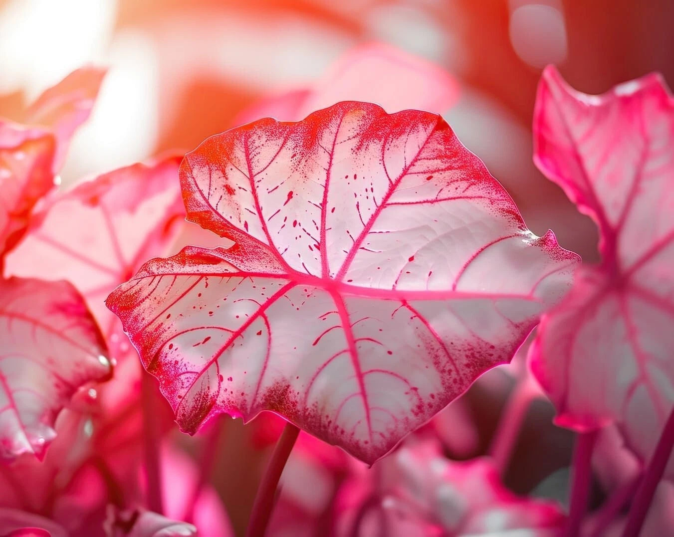 Caladium Bulbs 6-Pack - Sweetheart Variety - Perennial Elephant Ears - Fancy Foliage (Caladium bicolor)