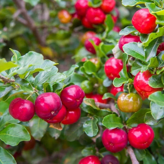 Barbados Cherry Plant - Live Acerola Cherry Tree Starter - High Vitamin C - Malpighia emarginata