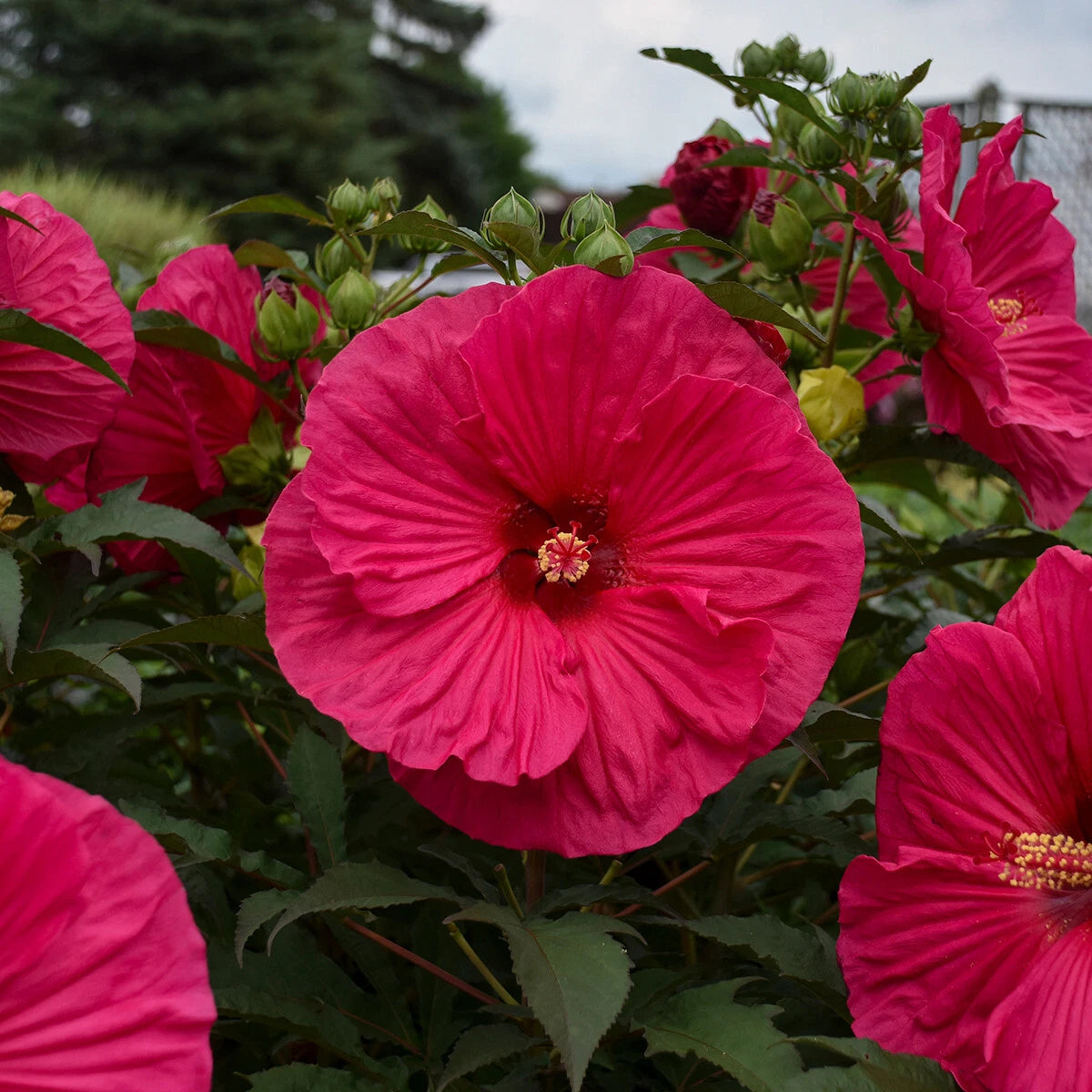 Bush Hibiscus Plant 2.5" Pot Summer in Paradise Hardy Shrub (Hibiscus rosa-sinensis) Dormant Potted Plant