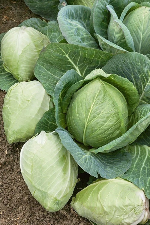 Cabbage Seeds - 1000+ Heirloom Charleston Wakefield - NON GMO - Fresh - Vegetable Garden Seeds
