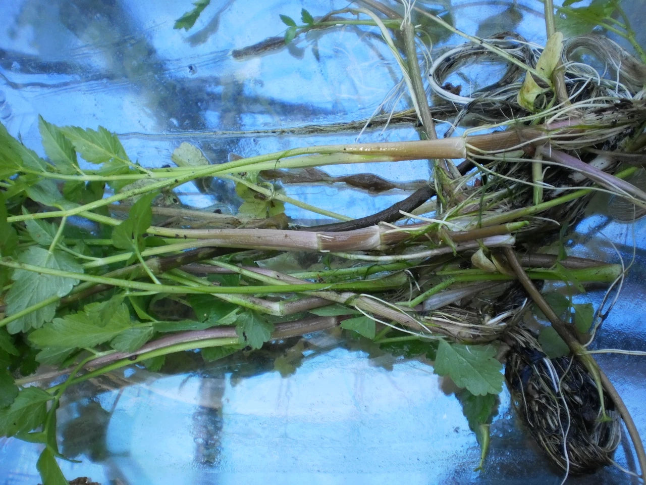 Korean Watercress Plants - 12 Bare Roots + 12 Free Minari (Nasturtium officinale) for Home Garden