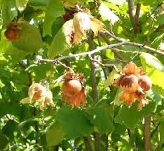 American Hazelnut Tree Live Bare Root Plant 12-24in Tall Corylus avellana Edible Nuts Landscape Wildlife Habitat