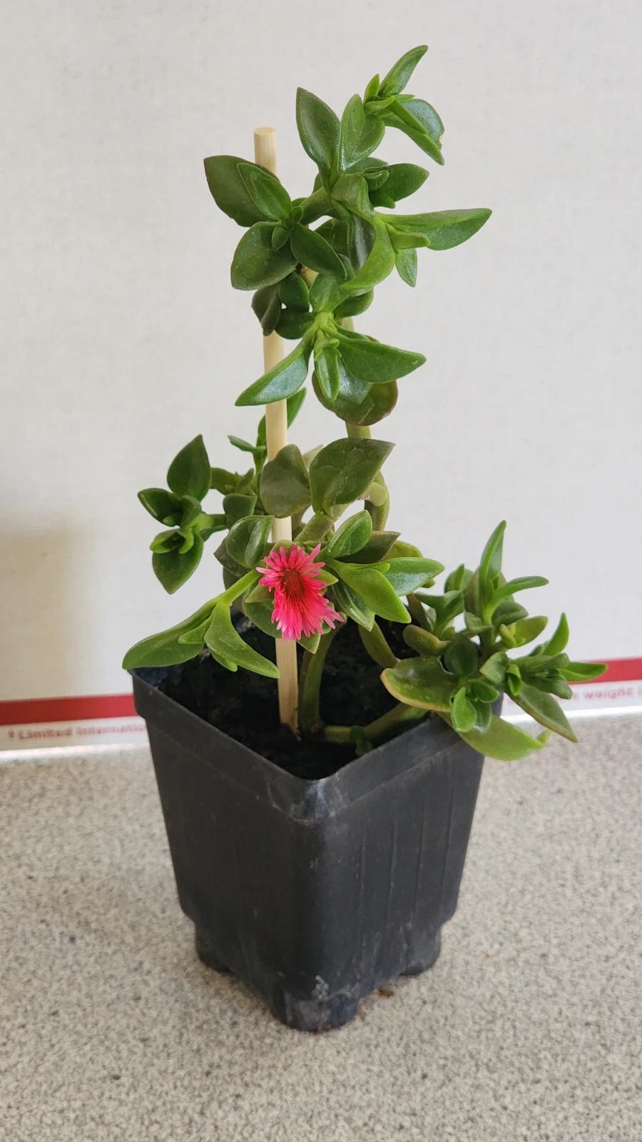 Sun Rose Plant in Soil - 6 to 8 Inches Long, Red Apple Variety, Aptenia cordifolia