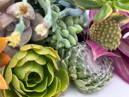 15 Assorted Succulent Cuttings, Unique Varieties, Ready to Plant, Not Rooted, Perfect for DIY Arrangements