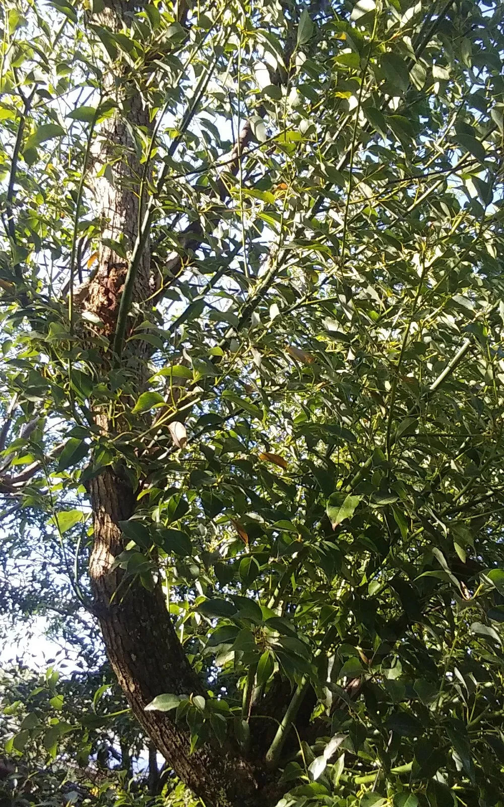 Camphor Laurel Cuttings 8-10" Organic Bush Tree Medicinal Herb Cinnamomum camphora