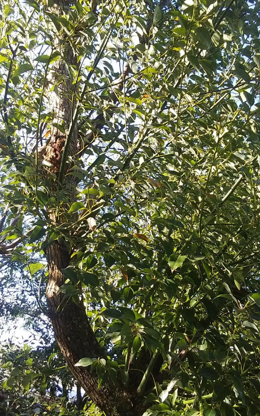 Camphor Laurel Cuttings 8-10" Organic Bush Tree Medicinal Herb Cinnamomum camphora