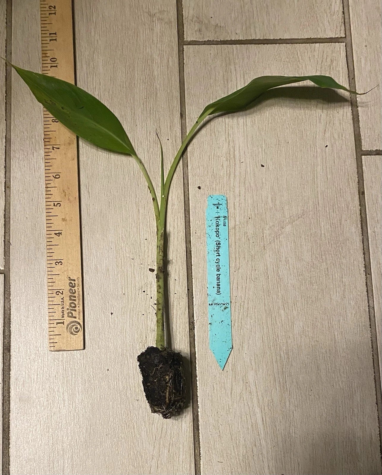 Kokopo "Patupi" Banana Plant Plug - 3-6in - M. acuminata - Short Cycle Edible Banana Plant