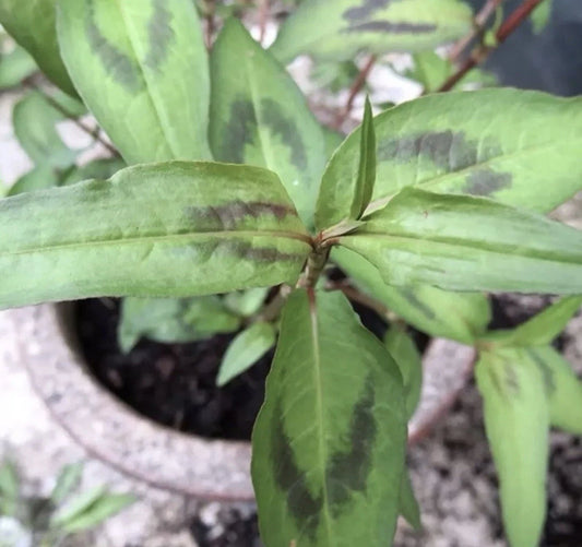 Live Vietnamese Coriander Plants 4"-5" "Rau Ram" Rooted in Soil - Fresh Culinary Herb for Cooking (Persicaria odorata)