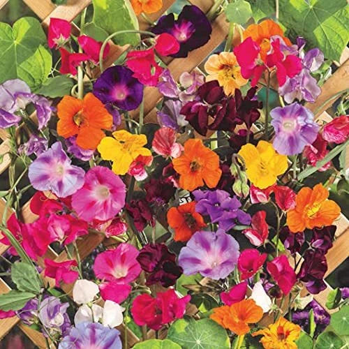 Mixed Climbing Vine Seeds - 200+ Seeds Mix - Colorful Morning Glory & Nasturtium - Ipomoea & Tropaeolum