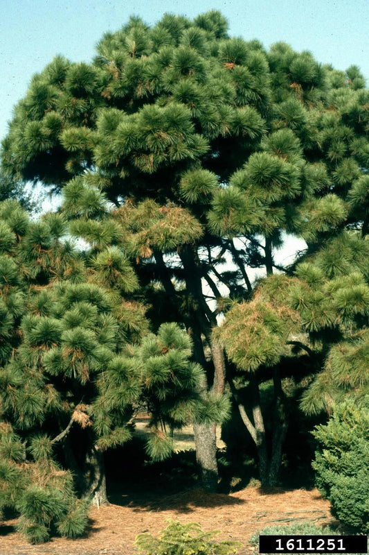 Loblolly Pine Live Plant Set of 2, 12-16 Inches, Pinus taeda, Hardy for Zones 5-9, Freshly Dug, Priority Shipping