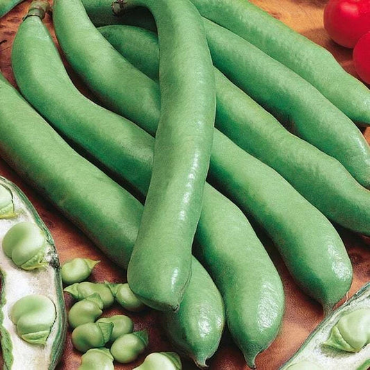 Aguadulce Fava Bean Seeds, 25 Count, NON-GMO, Vicia faba - Country Creek Acres