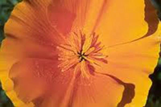California Poppy Seeds, 500 Count, Bright Orange Variety, Eschscholzia californica