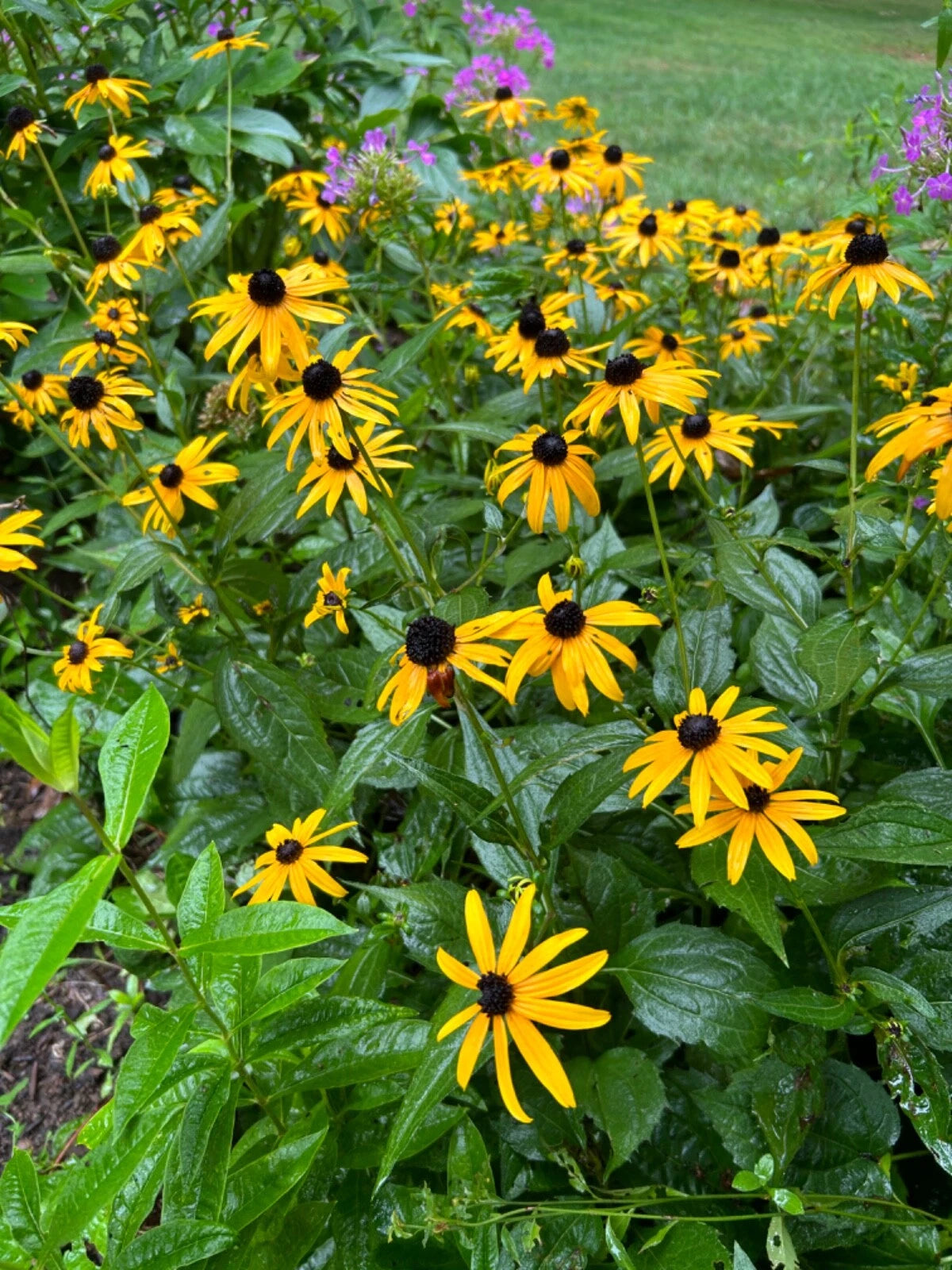 Black-Eyed Susan Live Flowering Perennial Plants - 6 Bare Root Plugs - Rudbeckia hirta - Organic, Pesticide-Free Transplants