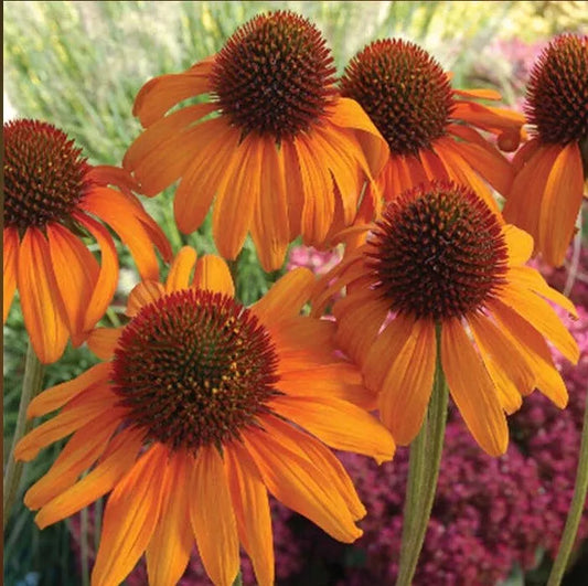 Bright Orange Coneflower Seeds - 50 Perennial Flower Seeds - Echinacea Purpurea - US Seller