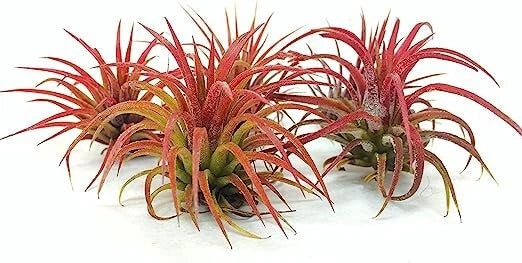 5 Pack Air Plants - Ionantha Fuego Red - Tillandsia Variety - Low Maintenance Indoor Decor - Live Air Plants for Home