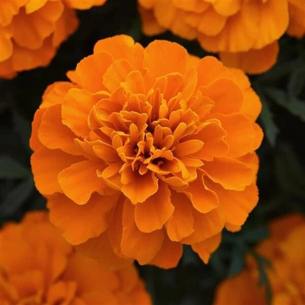 Marigold Seeds - 25 Pack Orange Blooms Heirloom Annual Medicinal Edible Flowers (Tagetes)