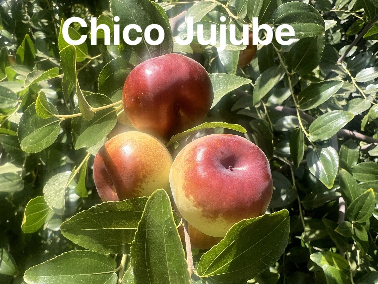 Chico Jujube Scion Cuttings - 3 Pack for Grafting - Ziziphus jujuba