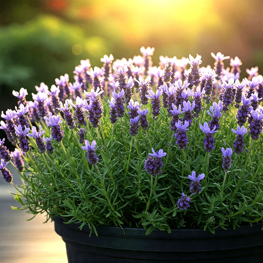 800 Lavender Seeds - Non-GMO Spring Perennial Mosquito Bug Repelling - Lavandula angustifolia
