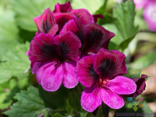 Martha Washington Regal Geranium Seeds - 25+ Pack - Ideal for Gardens - Pelargonium x hortorum - USA Free Shipping