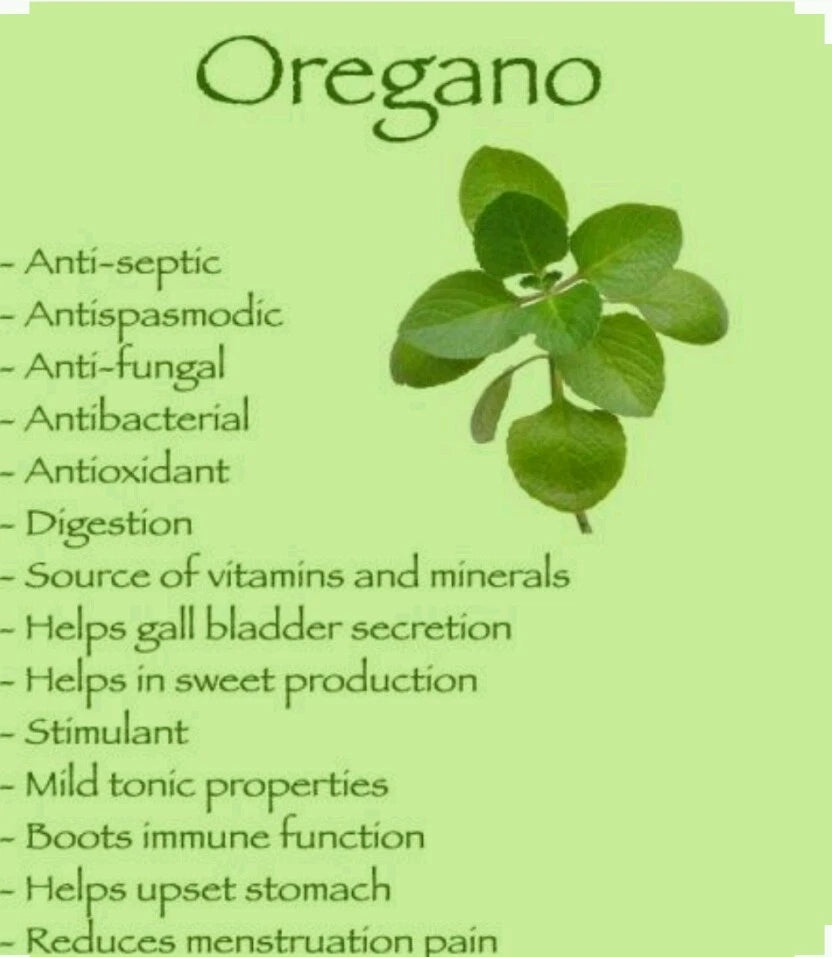 Italian Oregano Seeds - 300 Non-GMO Organic Seeds - Open Pollinated - Origanum vulgare subsp. hirtum