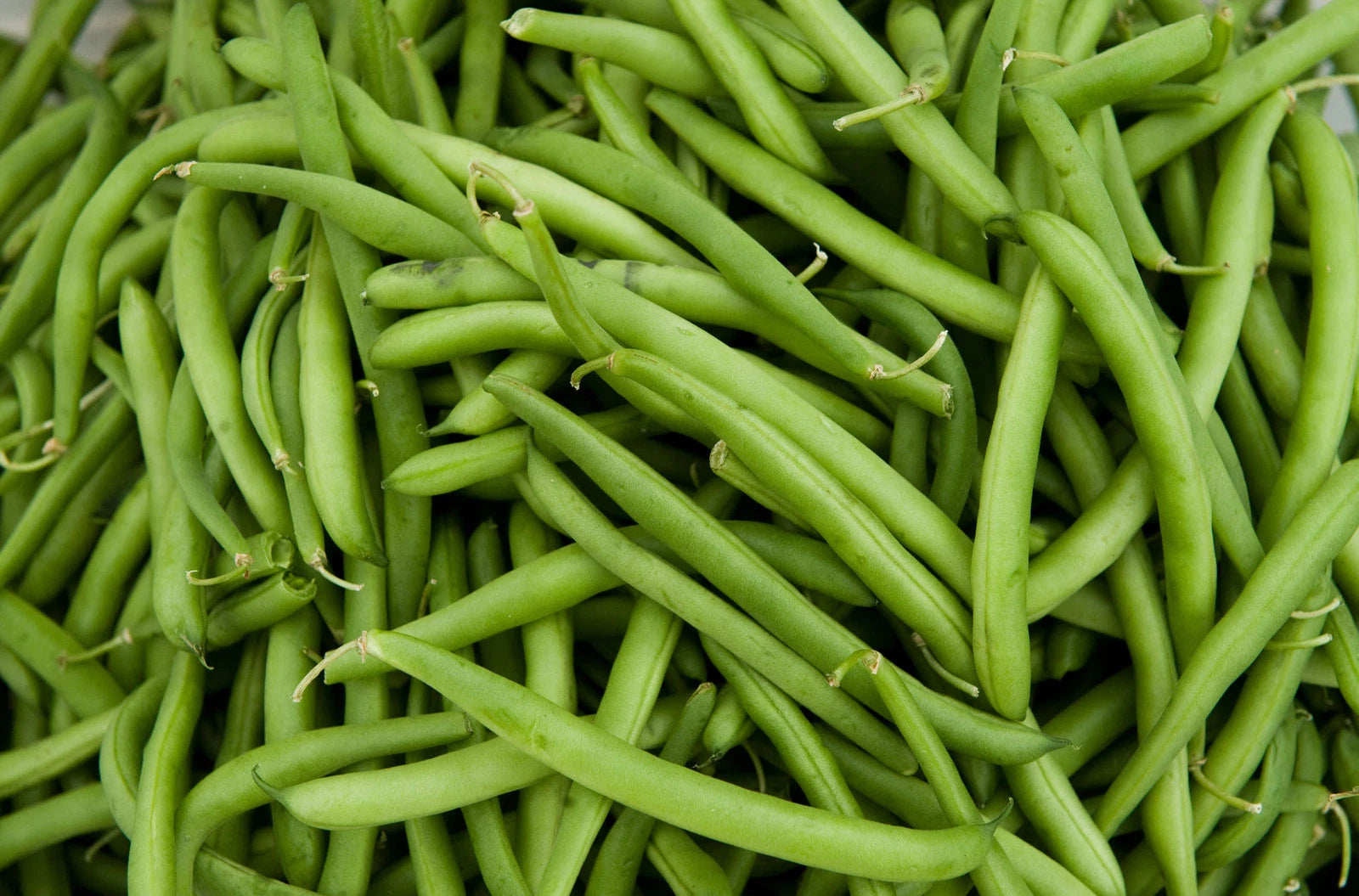 Green Bean Seeds - Tenderette Green Beans - Fresh Seeds - Phaseolus vulgaris - Free Shipping