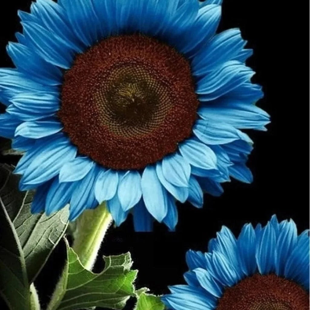 Blue Sunflower Seeds - 35 Organic Rare Flower Seeds for Garden - Colorful Bonsai Variety (Helianthus annuus)