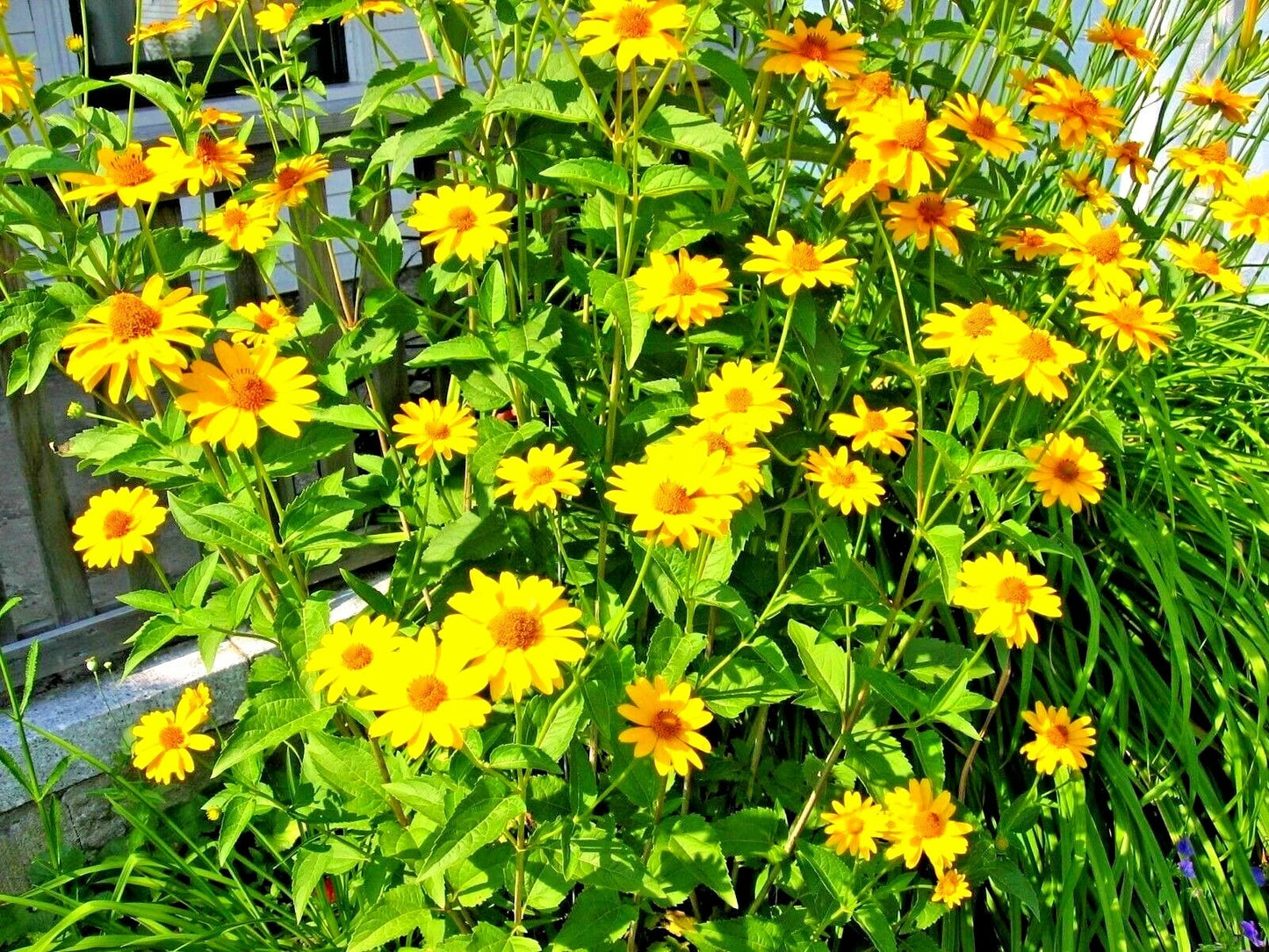 300+ Ox Eye Sunflower Seeds | Native Wildflower | Summer Flower Garden | Helianthus annuus