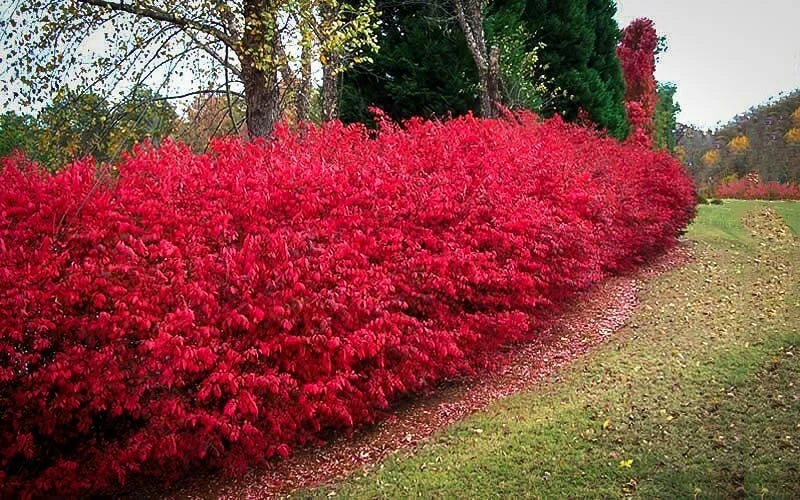 Burning Bush Cuttings Set of 12 Unrooted 6-8 Inches Euonymus alatus