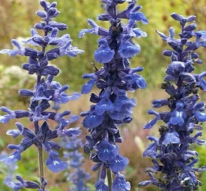 Blue Sage Flower Seeds 200+ Pack | Ornamental Salvia farinacea | Garden Plant Seeds