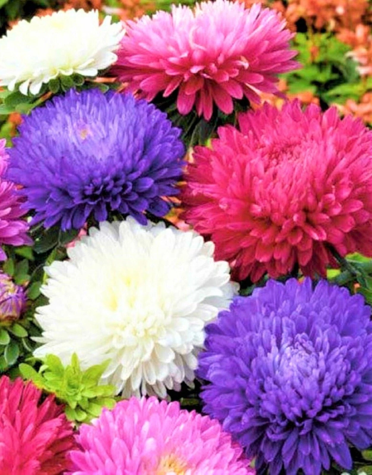 Aster Seeds Powder Puff Mix - 300+ NON-GMO Seeds - Colorful Garden Flowers (Aster spp.)