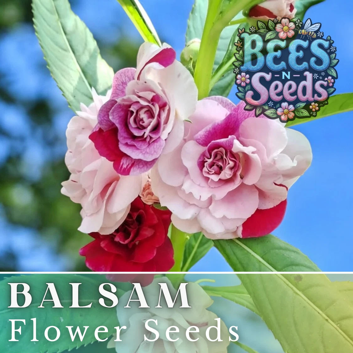 Balsam Seeds 75 Seeds - Impatiens Balsamina - Flower Seeds for Garden and Patio Containers