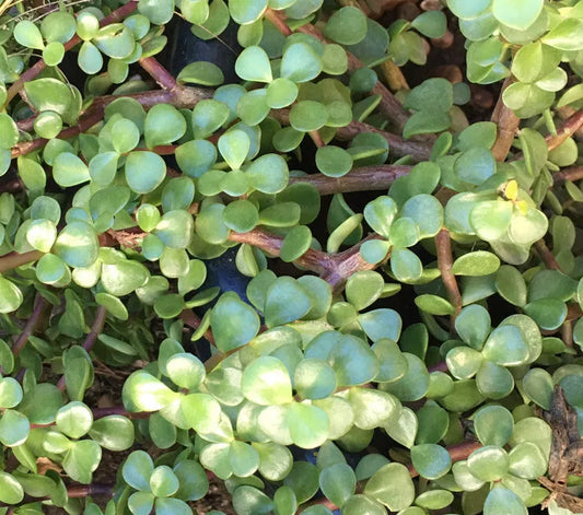 20 Cuttings 6" Portulacaria Afra Elephant Bush Succulent Dwarf Jade Plant