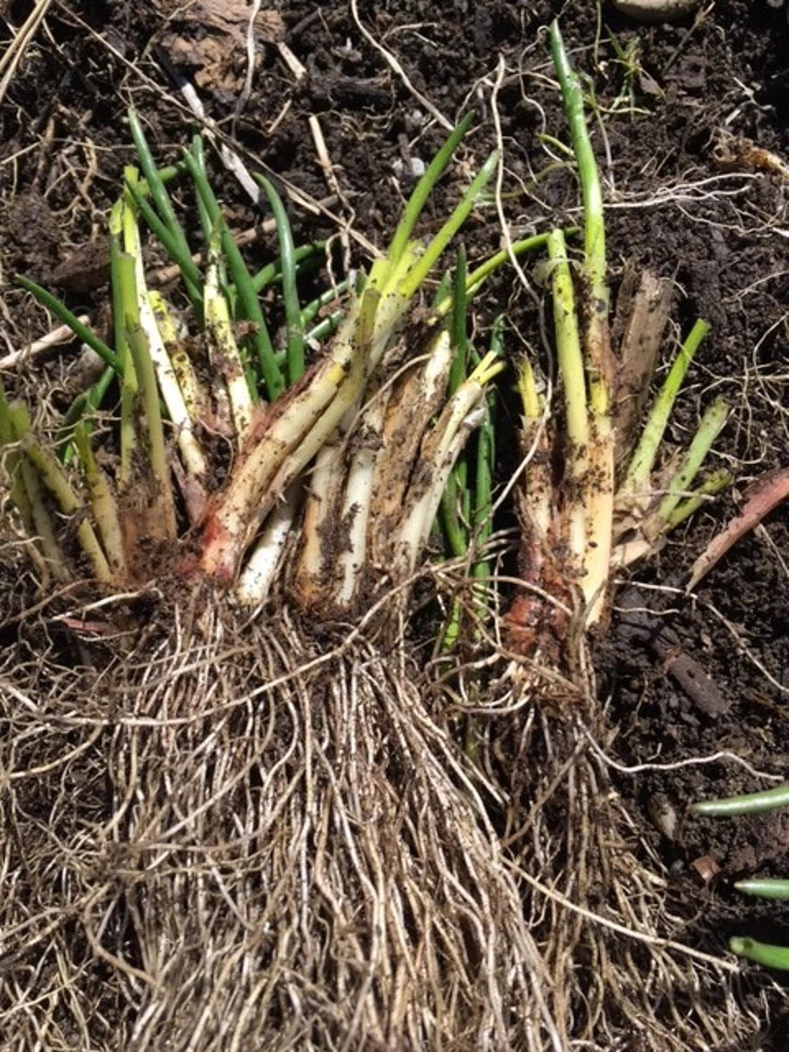 Chives Bulbs 100+ Deer Resistant Purple Flower Herb Allium Schoenoprasum Organic Vermont Raised Beds