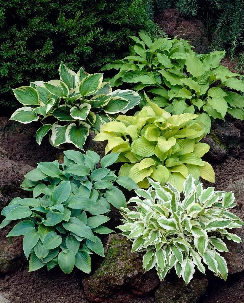 Mixed Hosta Plant Roots - 6 Root Set - Gardeners Mix - Hosta spp ...