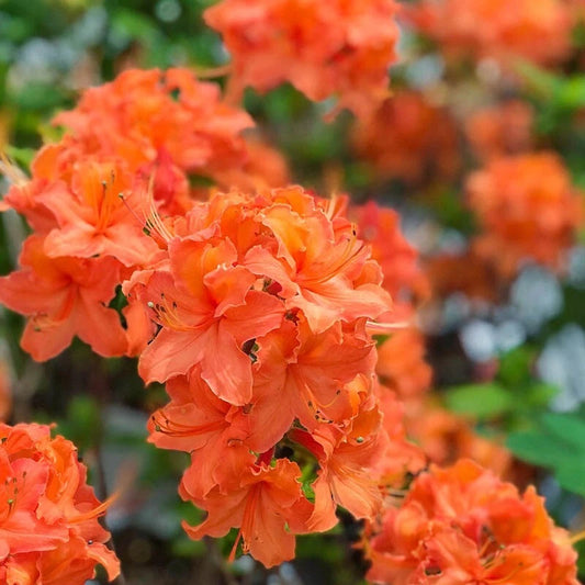 Mandarin Azalea Starter Plant - Rhododendron Hybrid - May Be Dormant - Ideal for Gardens