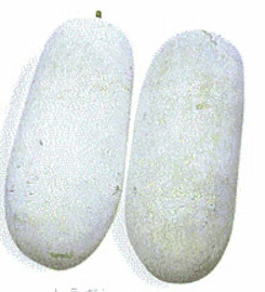 30 Wax Gourd Seeds - Fuzzy Winter Melon - Benincasa hispida - USA - Free Shipping