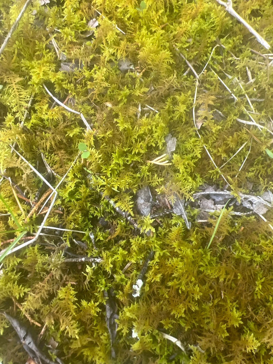 Live Staghorn Moss | Sustainably Harvested | Terrarium and Reptile Habitat | Tennessee Moss (Plagiochila spp.)