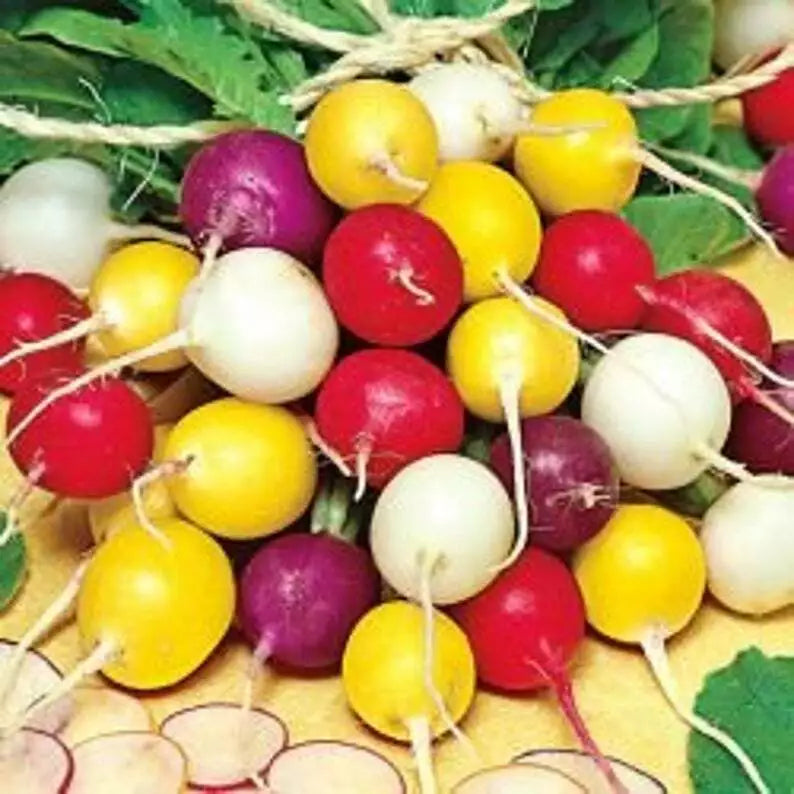 Radish Seeds Mix - Colorful Crayon Colors, Easy Grow, Variety Sizes - Raphanus sativus