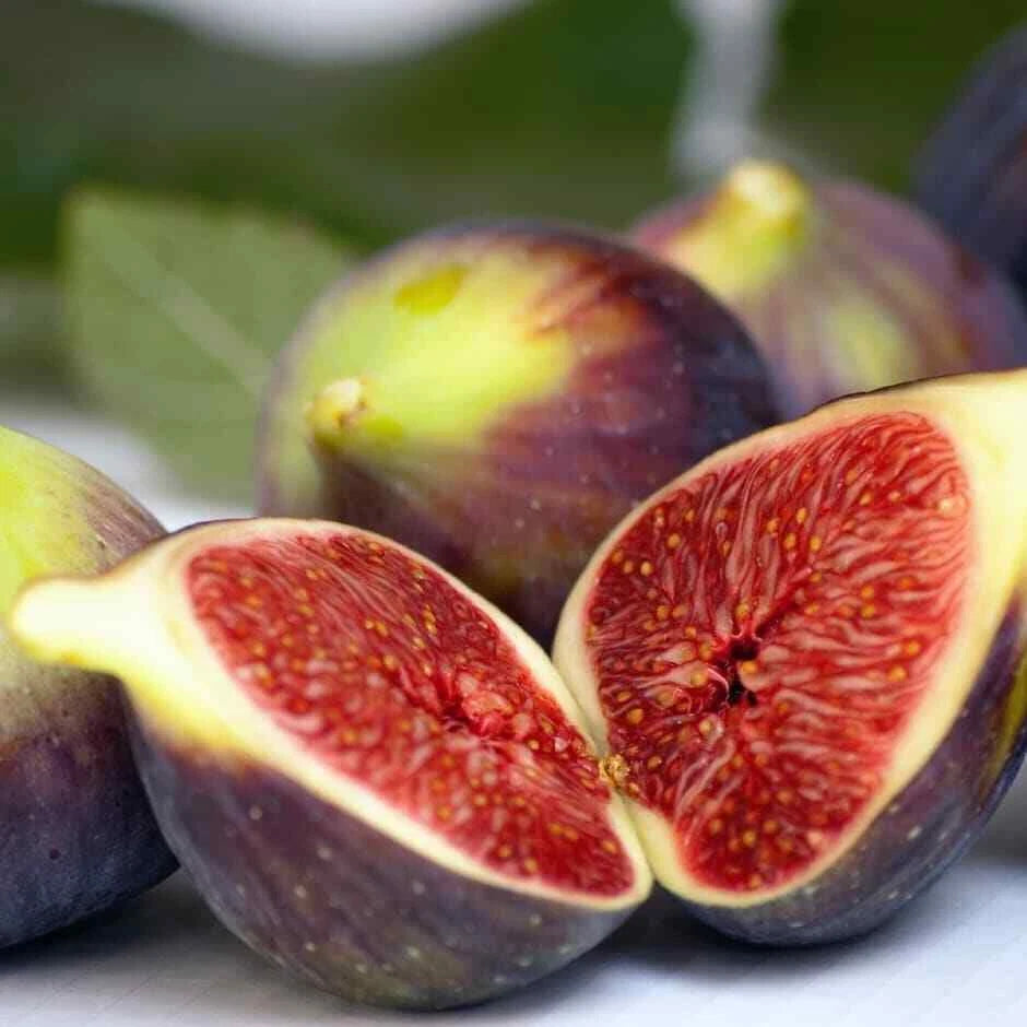 Brown Turkey Fig Live Plant 14+ Inches Ficus carica Heat-Tolerant Self-Pollinating Zones 7-11 Fruit Tree for Gardening