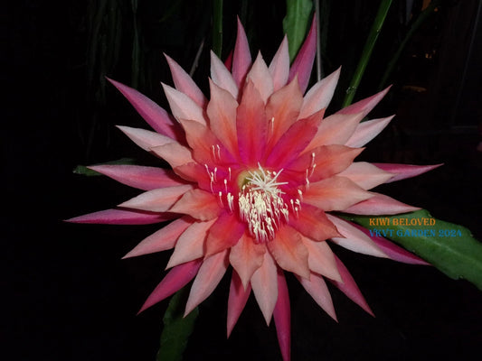 Epiphyllum Orchid Cactus Cutting, Kiwi Beloved Variety, Tropical Houseplant, Succulent, Perfect for Indoor Gardening