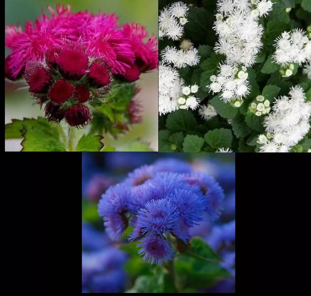 Ageratum Seeds Mix - Red White & Blue - Non-GMO 500 Seeds - Ageratum houstonianum for Monarch Butterflies