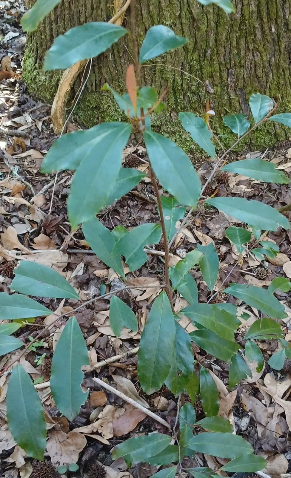 Carolina Cherry Laurel Plant 1 Live Evergreen Prunus caroliniana Wild-Dug Hardy Zones 7-10