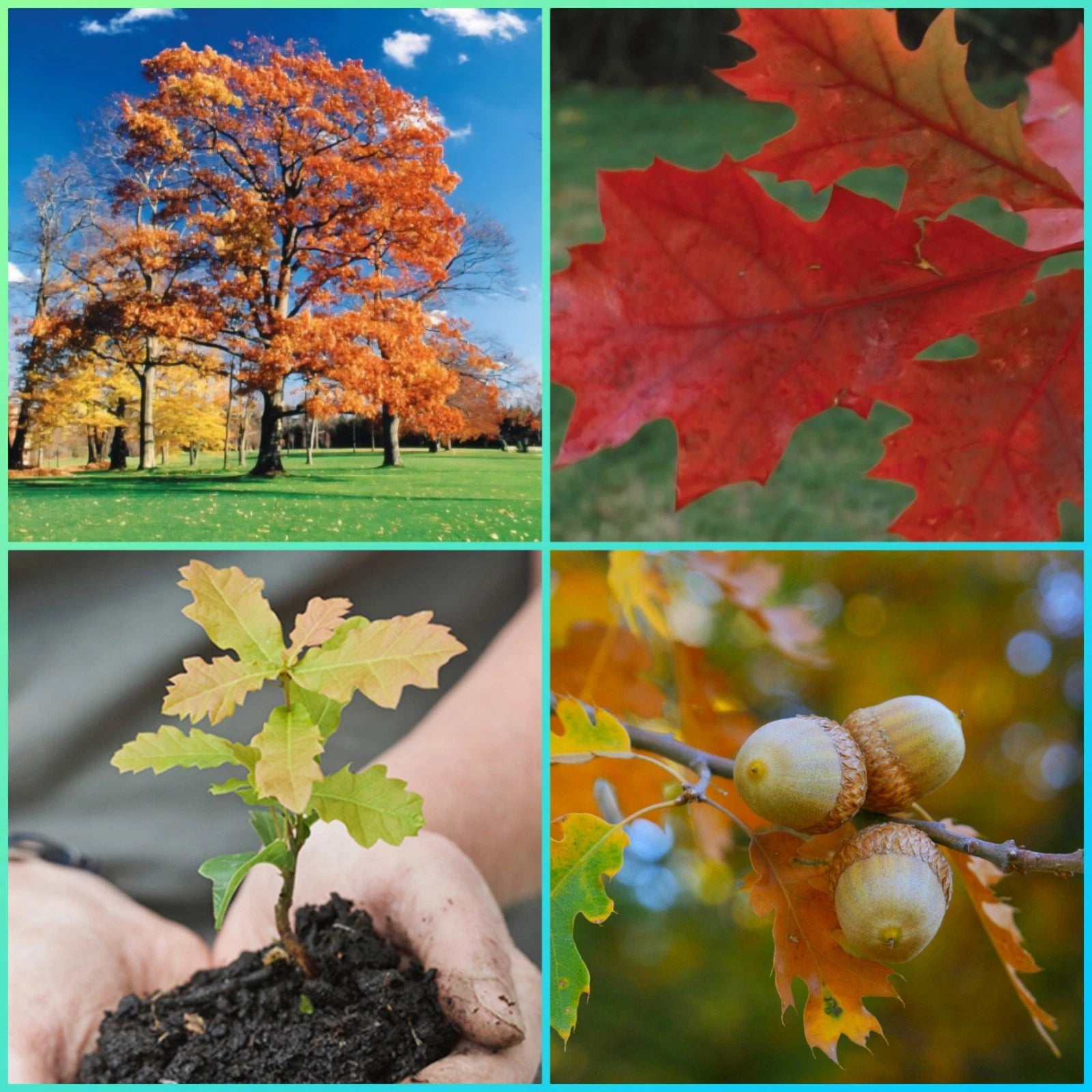 Northern Red Oak Trees Seedlings - 2 Healthy Saplings - Quercus rubra - Fast Growth, Sold Out Last Year