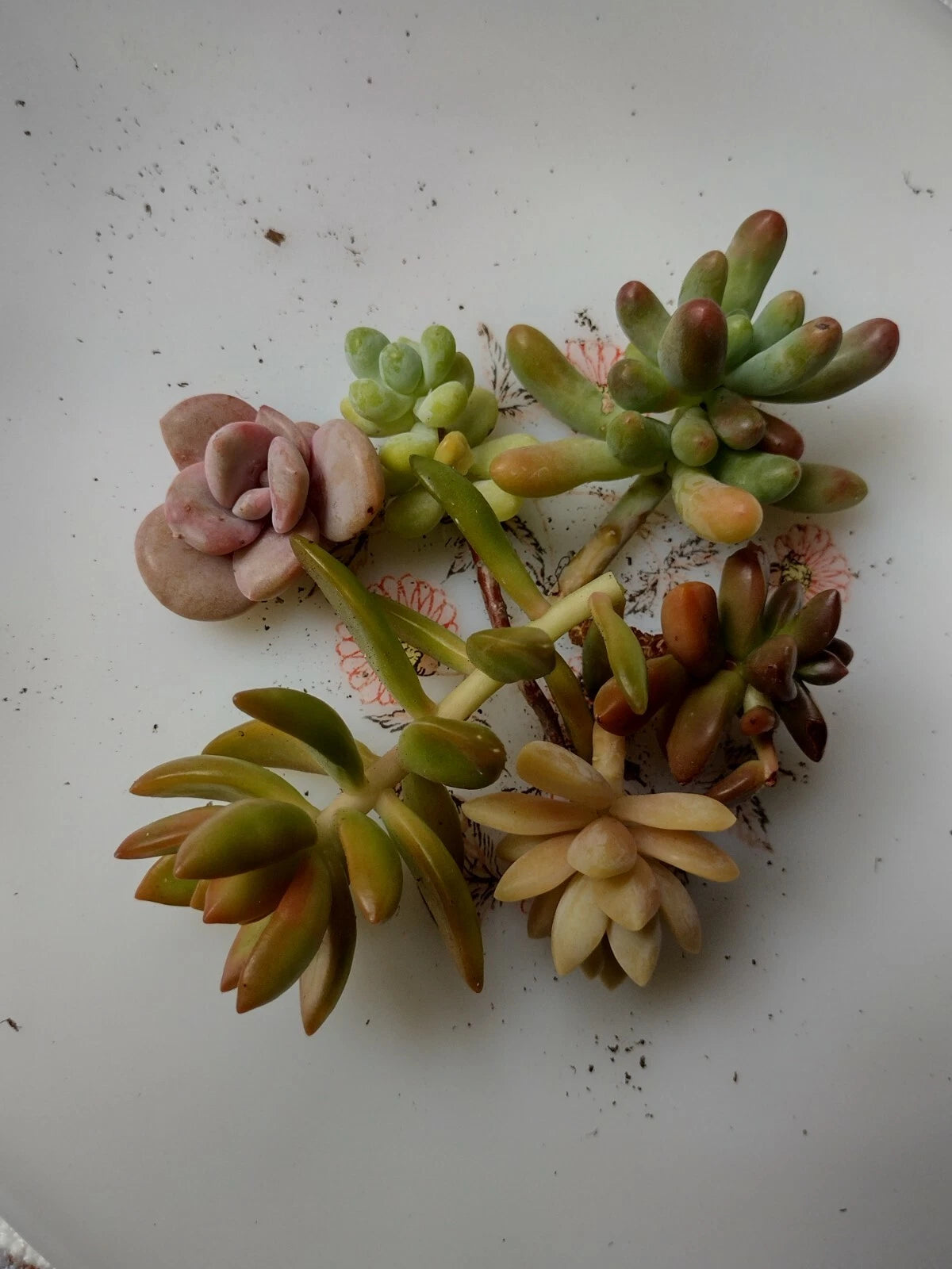 Assorted Succulent Plant Cuttings - Six Varieties - Perfect for DIY Arrangements - Ideal for Home Decor - Succulent Cuttings