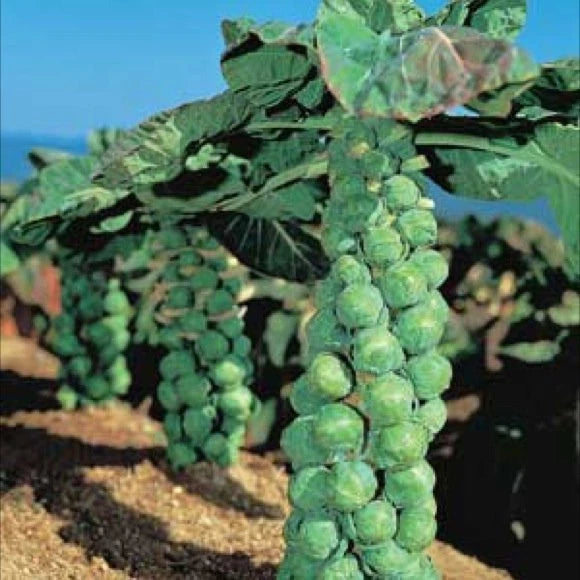 Brussel Sprout Seeds - Jade Cross Variety - Fresh, Heirloom Seeds - Brassica oleracea