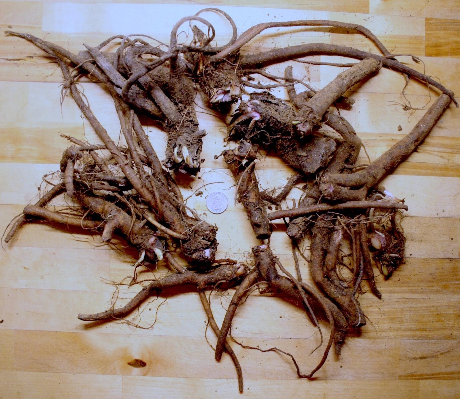 Live Russian Comfrey Plant Roots Crowns - Bocking #4 - 2.5 lbs - Organic Herbal Gardening Supplies - Symphytum × uplandicum