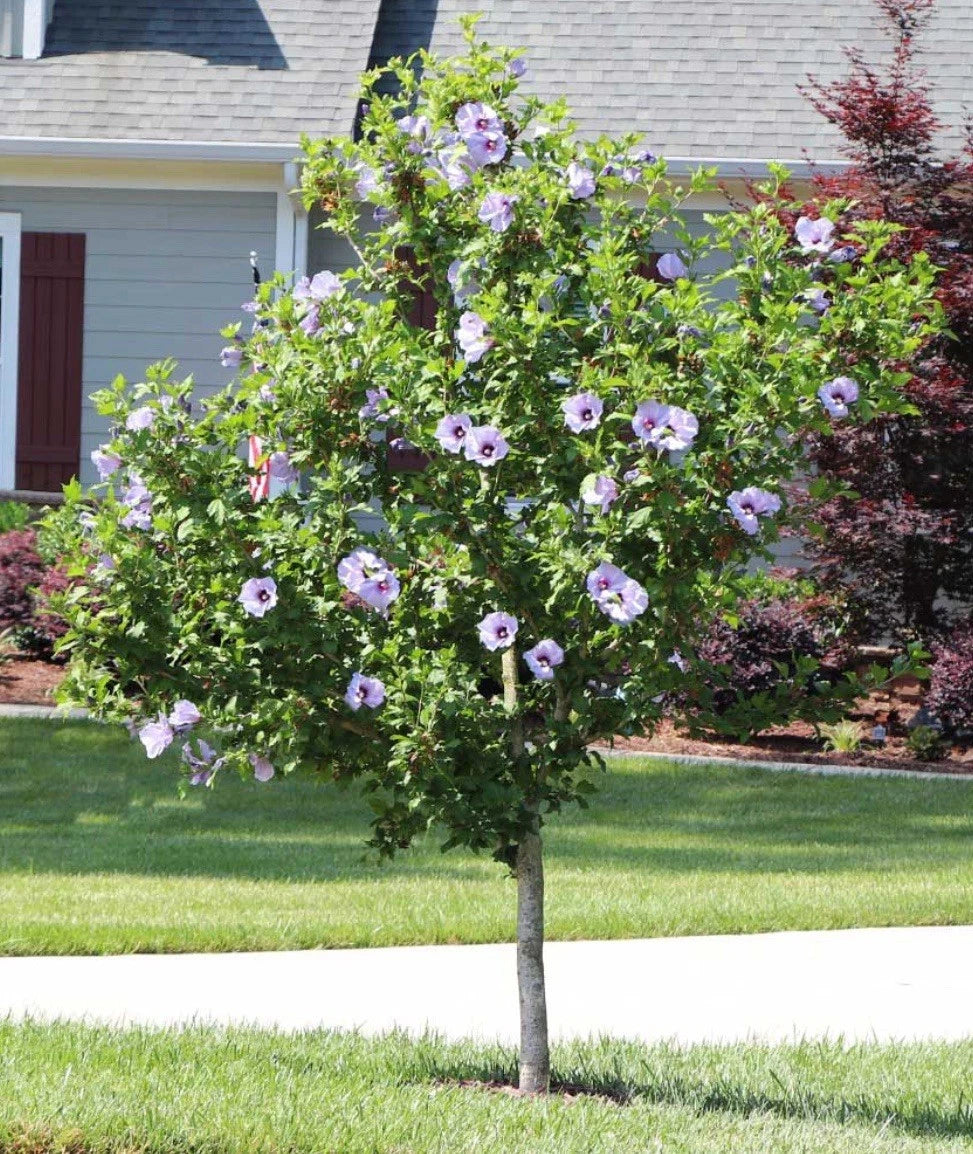 Rose of Sharon Hibiscus Starter Plants 5-Pack Bare Root Fast-Growing Summer Flowering Hibiscus syriacus
