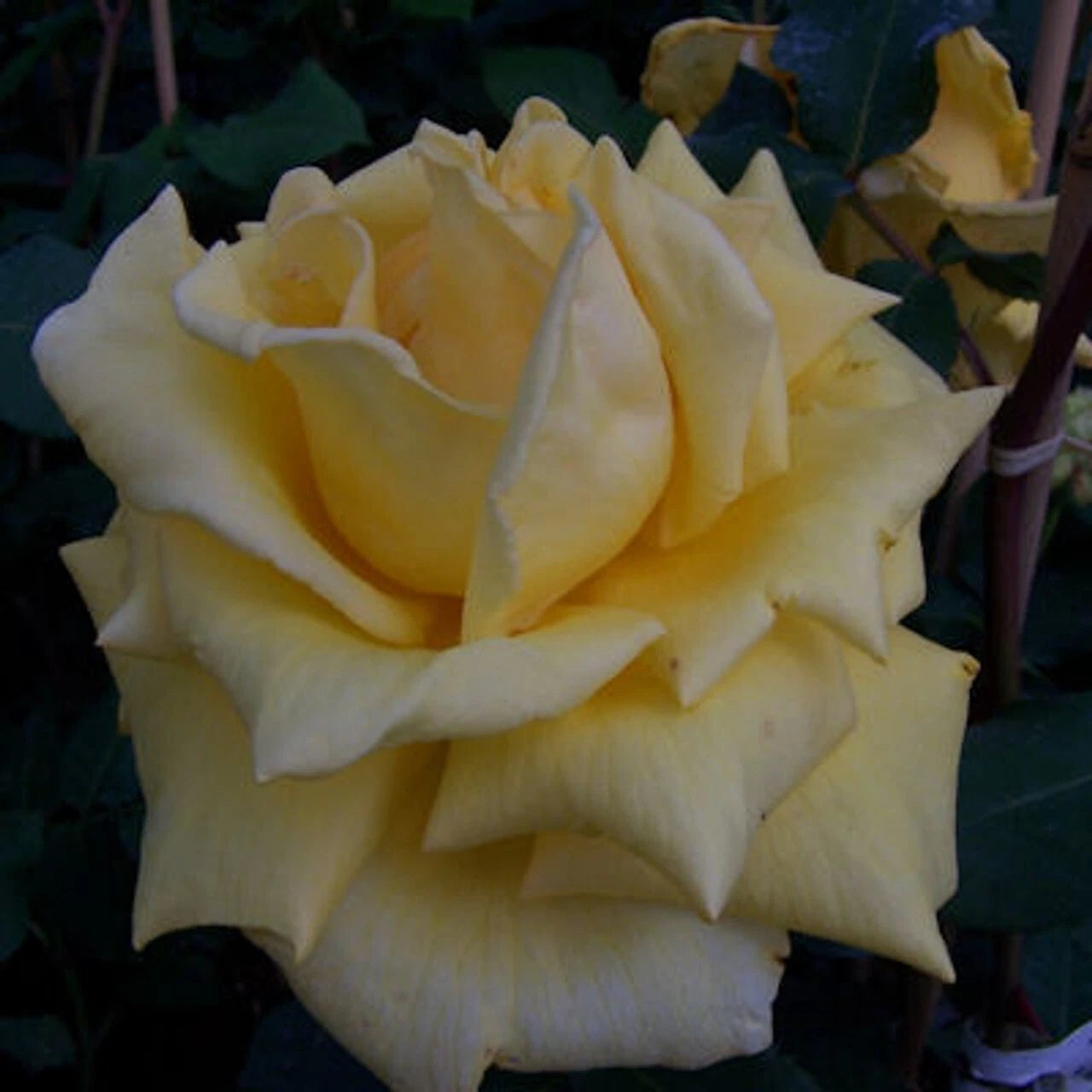 Climbing Rose Plant 2-Year-Old Royal Gold Everblooming Yellow Rosa 'Royal Gold'
